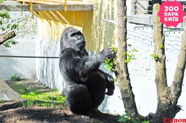 Фото: пресс-служба Киевского зоопарка