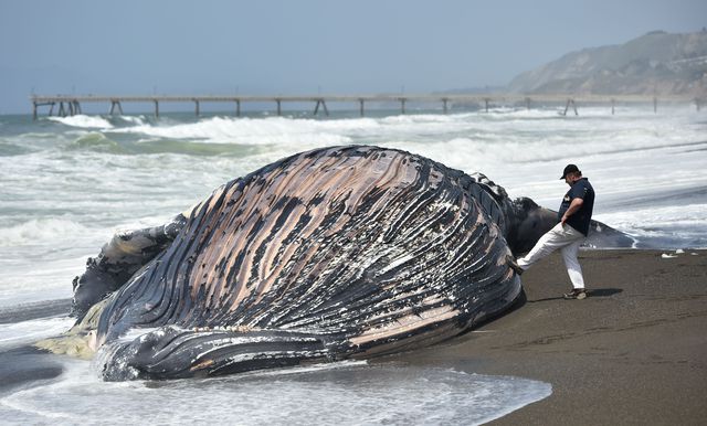 На каліфорнійське узбережжя викинуло тушу мертвого горбатого кита, вже другого за цей місяць. Фото: AFP