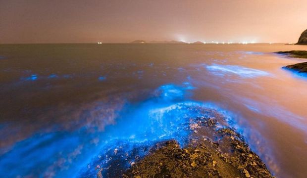 Ученые считают, что подобное явление связано с загрязнением воды, фото Lian Lo