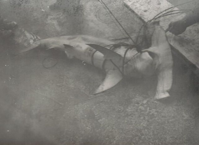 Рыбалка. В свободное время экипаж Сергея Решетникова поймал на стальной поводок с мясом акулу-молот длиной с четверых человек. Моряк рассказал: поймать поймали, а вытащить не могли. Тянули всей командой. Фото из архива С. Решетникова. 