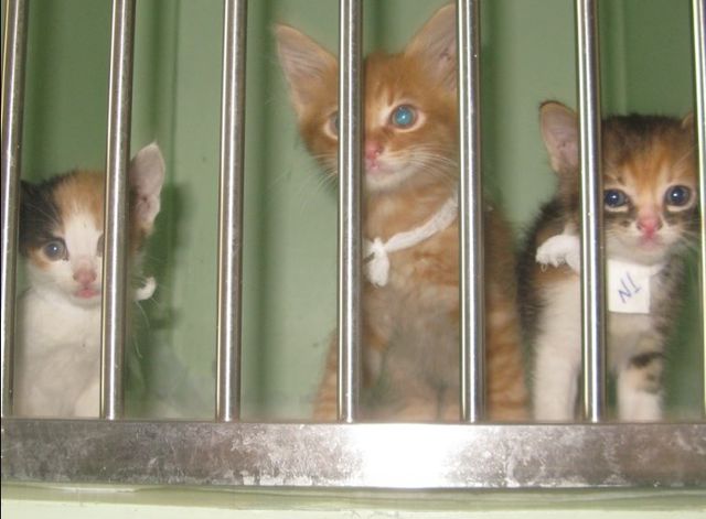 <p>Зараз кошенята у ветеринарній клініці. Фото: forumodua.com</p>