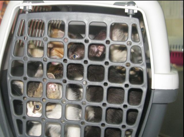 Сейчас котята в ветеринарной клинике. Фото: forumodua.com