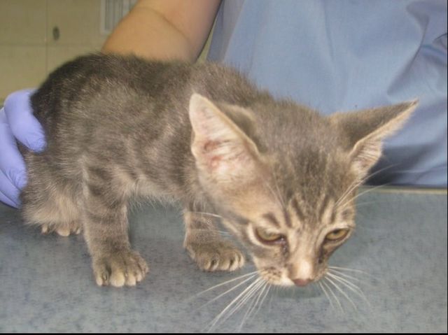 <p>Зараз кошенята у ветеринарній клініці. Фото: forumodua.com</p>