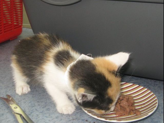 Сейчас котята в ветеринарной клинике. Фото: forumodua.com