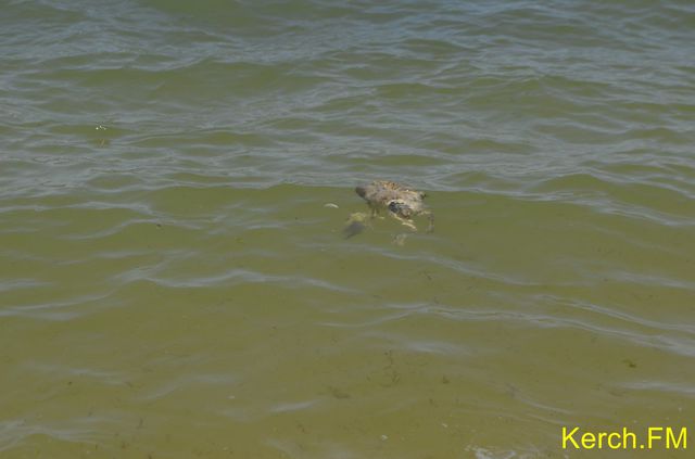 <p>Мертві птахи плавають біля берега. Фото: kerch.fm</p>