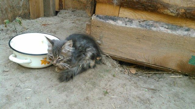 <p>Кошенятам потрібна допомога! Фото: facebook.com/Shelter.SIRIUS</p>