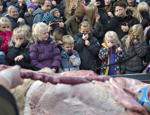 <p>Приспаного лева в данському зоопарку розкрили на очах у дітей. Фото: AFP</p>