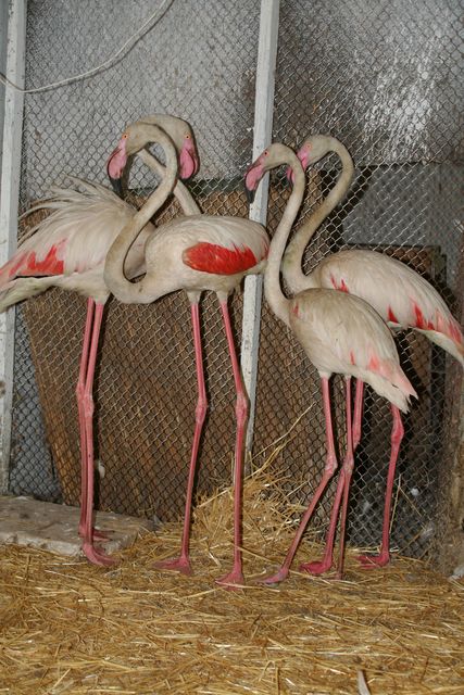 Из Сирии. Фламинго везли с перевязанными клювами. Фото: пресс-служба зоопарка