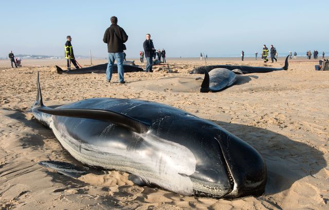 Десять китов выбросились на берег рядом с французским городом Кале. Животных обнаружила местная жительница, совершавшая утром прогулку по берегу моря. Фото: AFP 