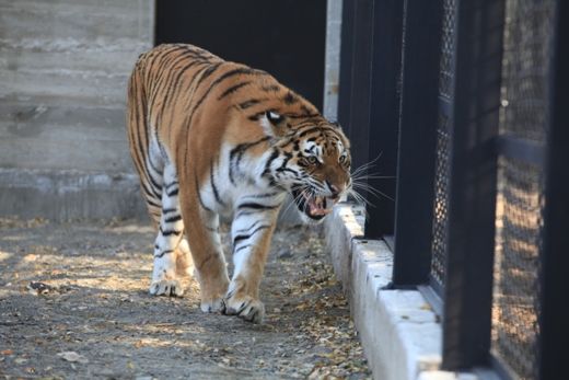 <p>Нове житло для тигрів. Фото: omr.gov.ua</p>