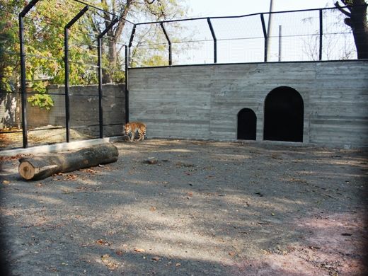 Новое жилье для тигров. Фото: omr.gov.ua