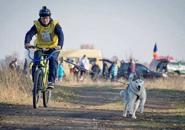 Їздовий спорт. Кошлаті тягнуть не тільки бігунів, але і велосипедистів. Фото: pobeda.od.ua