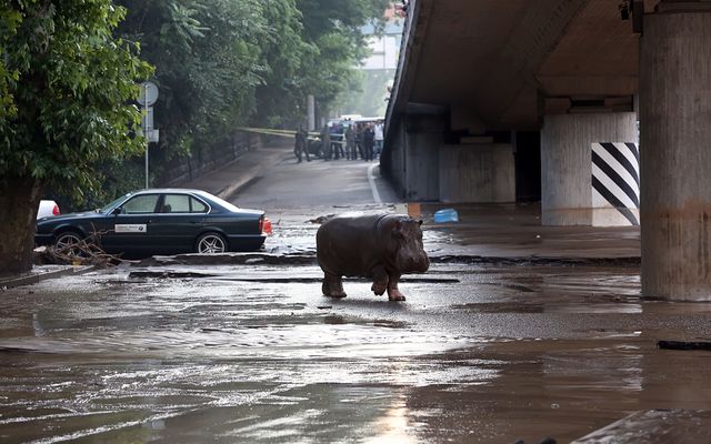 Грузия. В Тбилиси произошло наводнение, причиной которого стал мощный ливень. Часть города оказалась под водой, уровень которой достигал нескольких метров. В зону бедствия попал и зоопарк. Часть животных погибла на месте, другая — сбежала. Среди беглецов было много хищников. Фото: AFP