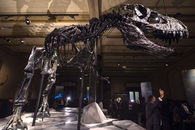 В берлинском Музее естествознания появился настоящий скелет Тристана Отто – тираннозавра рекс, найденного на территории американского штата Монтана в 2010 году. Длина тирранозавтра составляет 12 метров, а высота –  3,5 метра.<br />
Работники музея собрали скелет, сейчас  он выставлен на всеобщее обозрение.  Экспозиция будет находиться в музее в течение трех лет. Кстати, останки ящура скупил известный датский коллекционер-меценат Нильс Нильсон. Фото: AFP