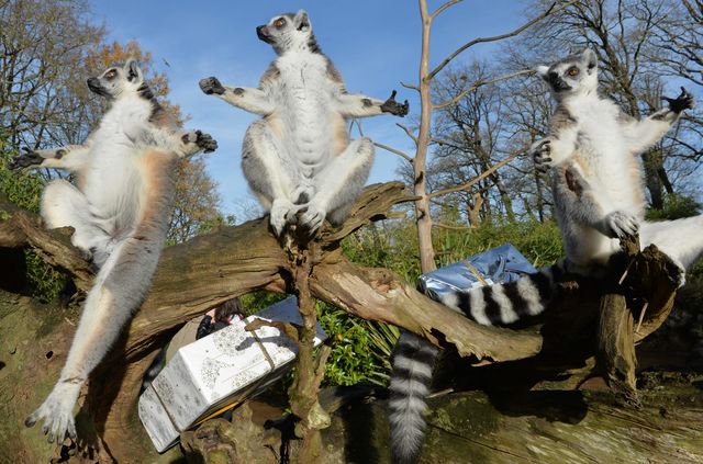 В зоопарке Франции лемуров поздравили с Рождеством, звери получили вкусные подарки. Фото: AFP