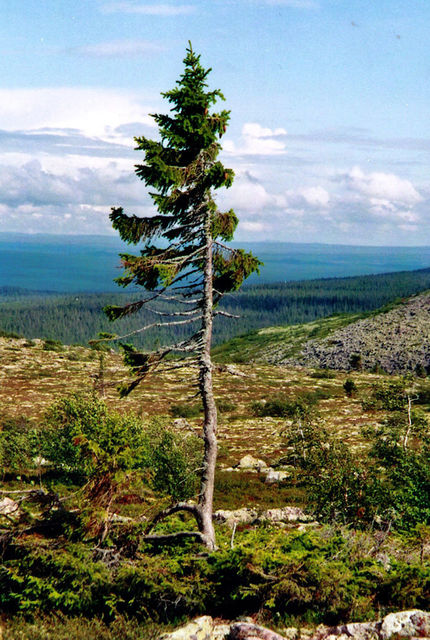 Возраст дерева – 9,500 лет, фото из соцсетей