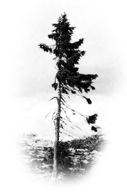 Возраст дерева – 9,500 лет, фото из соцсетей