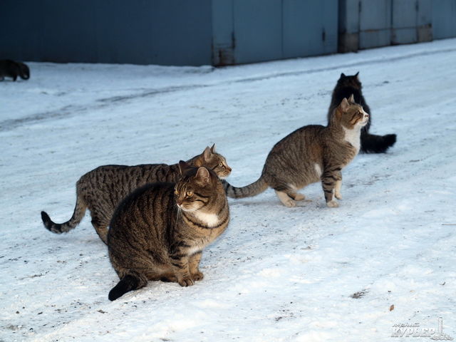 Коты просят еду. Фото: uc.od.ua