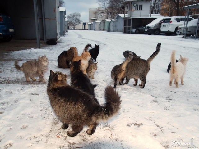 Коты просят еду. Фото: uc.od.ua
