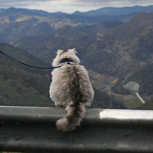 <p>Кіт-мандрівник. Фото: instagram.com/ganddygram/</p>
