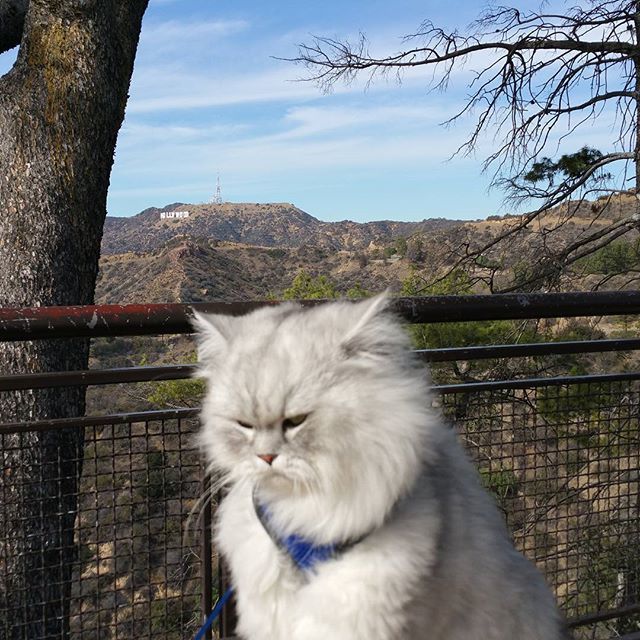 <p>Кіт-мандрівник. Фото: instagram.com/ganddygram/</p>