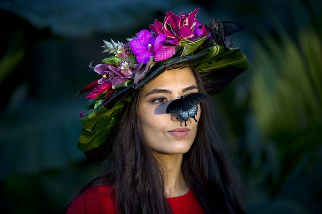У ботанічному саду Візлі Королівського садівничого співтовариства Великобританії проходить виставка живих тропічних метеликів. Фото: AFP