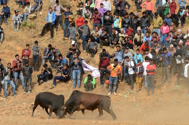 У Непалі в селі Талукачанді пройшов щорічний фестиваль Магхесангранті, під час якого традиційно проводяться бої биків. Таким чином місцеві жителі святкують прихід теплих і довгих днів у країну. Бої биків символізують початок священного місяця для жителів. Фото: AFP