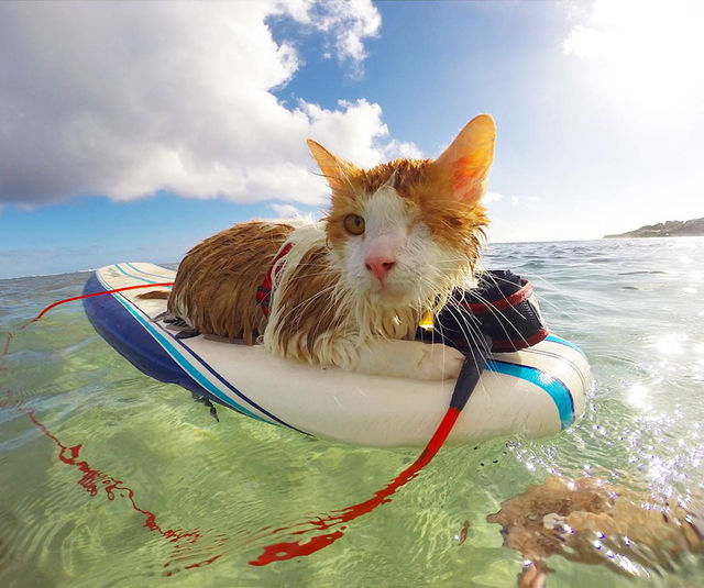 <p>Кіт-серфінгіст. Фото: instagram.com/kulithesurfingcat</p>