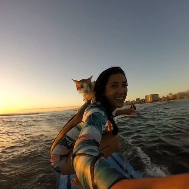 <p>Кіт-серфінгіст. Фото: instagram.com/kulithesurfingcat</p>