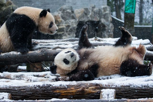 У китайському зоопарку панди радіють снігу. Фото: AFP