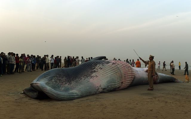 В Індії на берег викинувся величезний кит. Фото: AFP