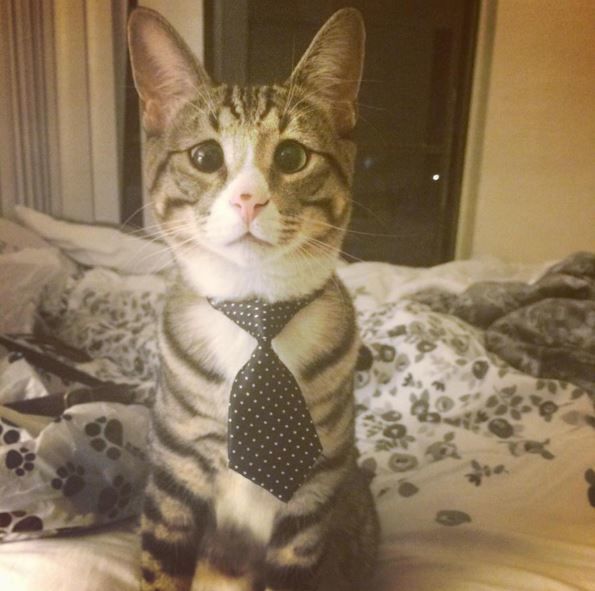 Забавный кот Бим. Фото: instagram/worried_cat_aka_bum