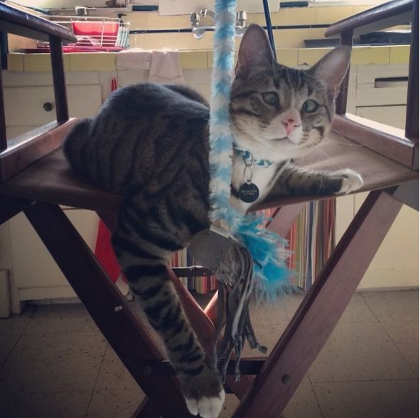 Забавный кот Бим. Фото: instagram/worried_cat_aka_bum