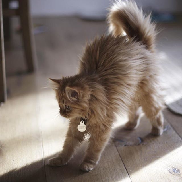 <p><span>Кумедне кошеня. Фото: instagram.com/coen.ava.rey</span></p>