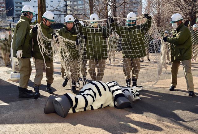 Більше 150 співробітників токійського зоопарку Уено взяли участь у навчальній гонитві за людиною в костюмі зебри на випадок, якщо при можливому землетрусі з клітки вибереться справжнє тварина. Роль втікача виконала 27-річна співробітниця звіринця. Варто відзначити, що навчання проходять в зоопарку щорічно. Фото: AFP