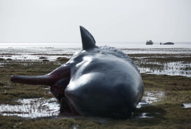 У Німеччині на берег викинулися кілька величезних китів. Фото: AFP