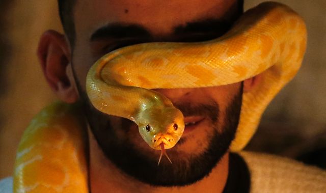 У жителя Палестини Омара Ібрагіма – небезпечне хобі. Він розводить у власному будинку рідкісних змій. З домашніх тварин у Омара тільки земноводні. Зараз їх більше 40. При цьому, зізнається чоловік, він відчуває себе в цілковитій безпеці. Фото: AFP