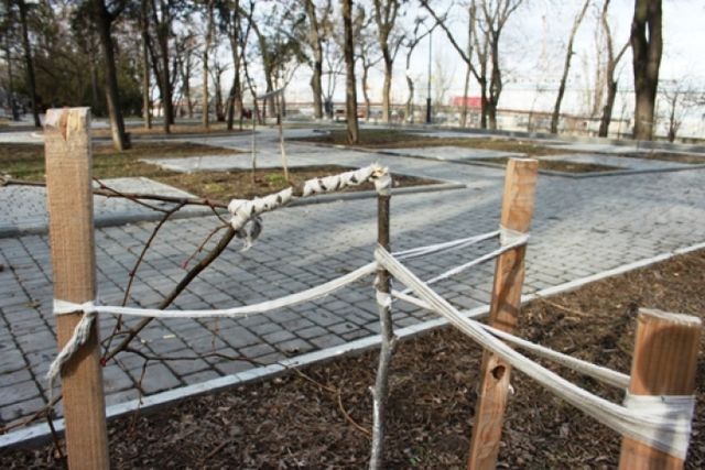 <p>В Одесі знову поламали дерева, висаджені в пам'ять про Небесну сотню. Фото: dumskaya.net</p>