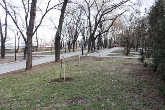 В Одессе снова поломали деревья, высаженные в память о Небесной сотне. Фото: dumskaya.net