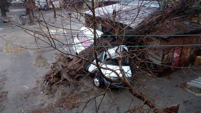 <p>В Одесі дерево впало на авто. Фото: Д.Сидоровська</p>