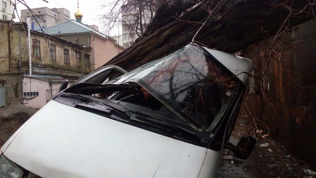 В Одессе дерево упало на авто. Фото: Д.Сидоровская