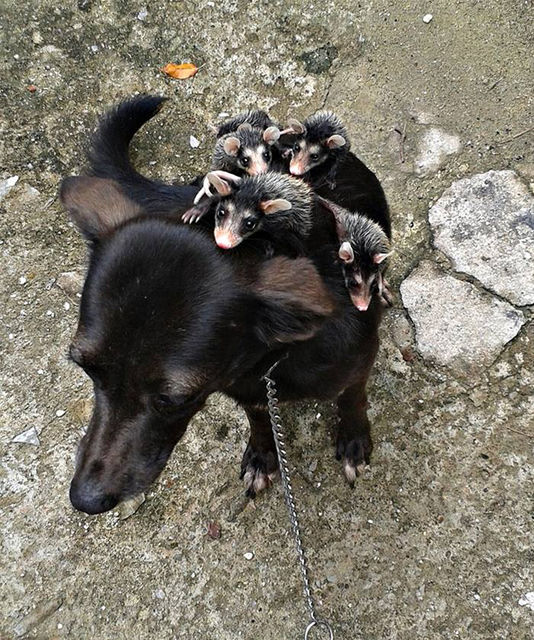 Собака стала мамой для опоссумов. Фото: facebook.com/stephanie.maldonado.180