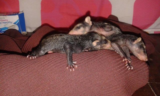 <p>Собака став мамою для опосумів. Фото: facebook.com/stephanie.maldonado.180</p>