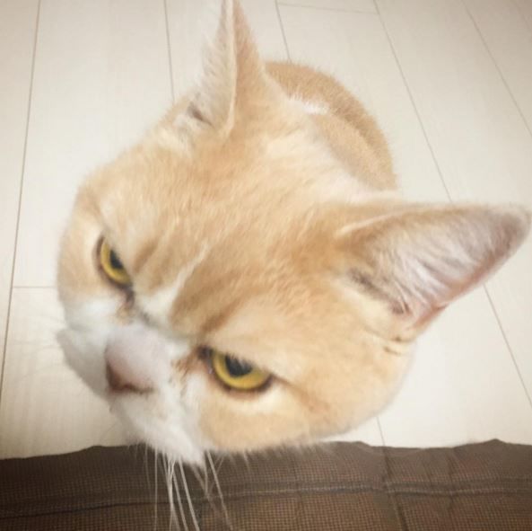 Кошке 9 лет. Фото: instagram/marugaodesuyo