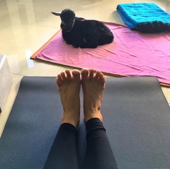 Коза активно участвует в тренировках. Фото: instagram/yoga_girl
