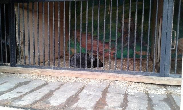 <p>Приватний зоопарк покинули помирати. Фото: В.Миколайчук</p>