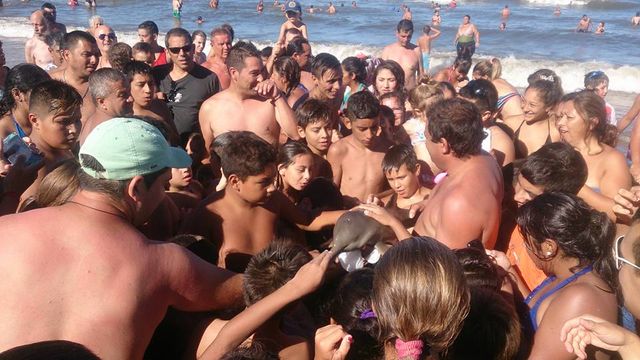 <p><span>Дельфін загинув на руках туристів. Фото: facebook/hernan.corіа.5</span></p>