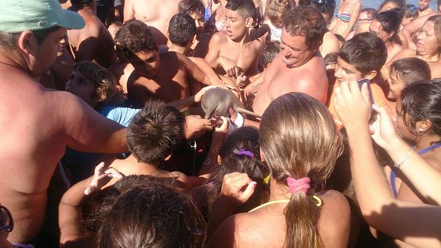 <p><span>Дельфін загинув на руках туристів. Фото: facebook/hernan.corіа.5</span></p>