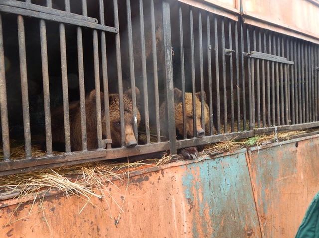 Сейчас бурые медведи на карантине. Фото: facebook.com/zoolutsk