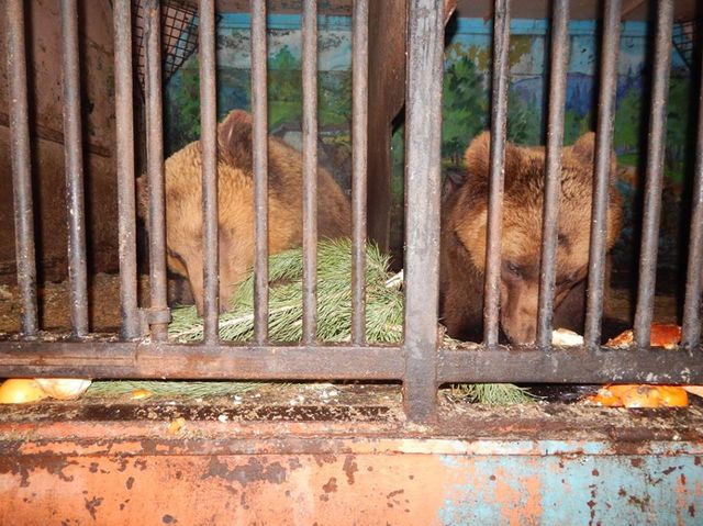 Сейчас бурые медведи на карантине. Фото: facebook.com/zoolutsk